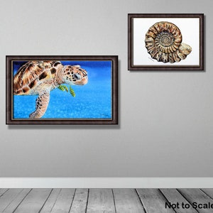 The turtle painting is shown in a dark brown frame hanging on a grey wall, alongside a painting of an ammonite fossil.