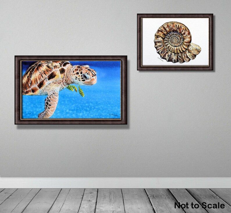 The turtle painting is shown in a dark brown frame hanging on a grey wall, alongside a painting of an ammonite fossil.