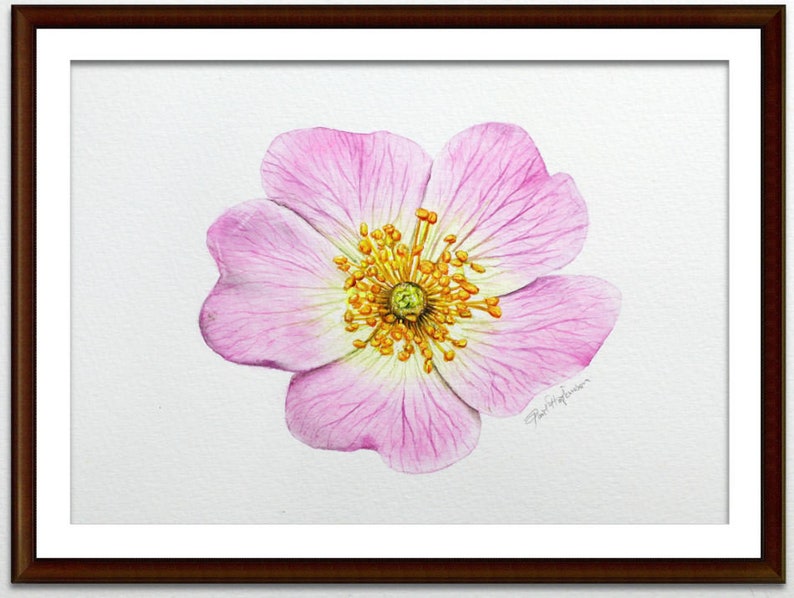 The pale pink rose painting shown in a dark frame with a white mount inside.