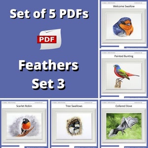 Realistic Watercolour Painting Lessons, Learn to Paint Bird Illustrations in Watercolor, Detailed Step-by-Step Guides
