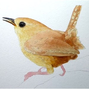 Second work in progress photo showing the eye and beak completed, and a watercolour wash applied to the rest of the bird, including its legs.