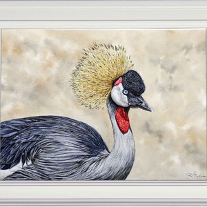 The crane painting in a white frame.  This is a large bird with a long neck.  It has a yellow crown, a black and white face with red patches above and below. its plumage is like that of an ostrich and is a steel blue grey colour.