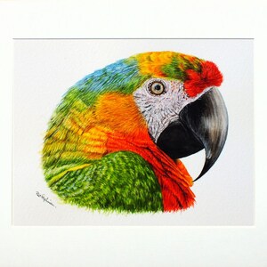 The parrot picture in a cream mount