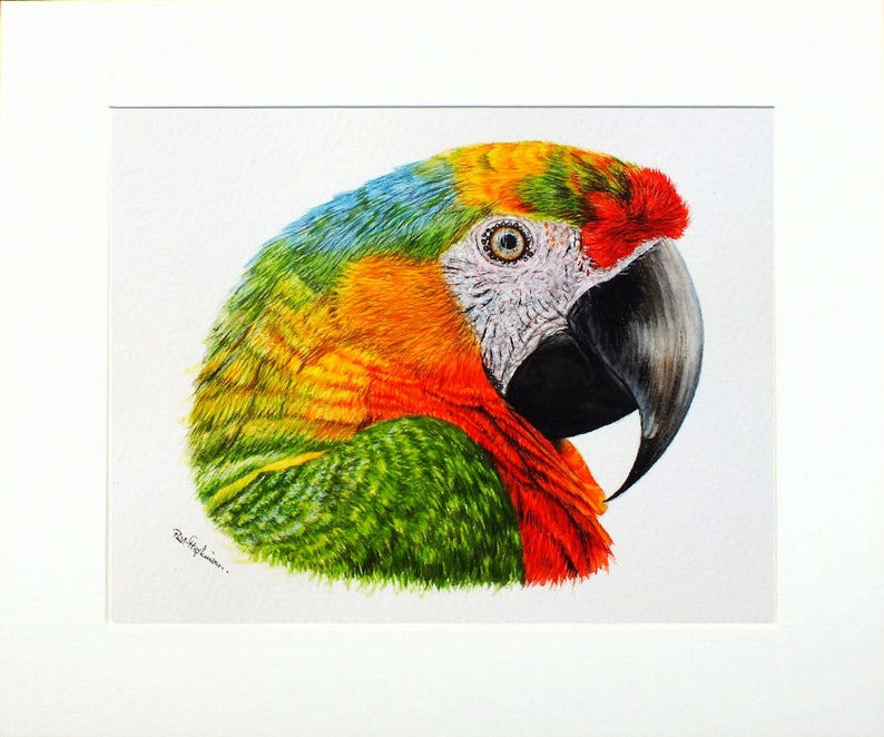 The parrot picture in a cream mount