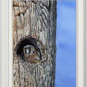 The finished Kestrel chick painting shown in a white frame.  To the right of the chick in the tree the sky is painted blue.