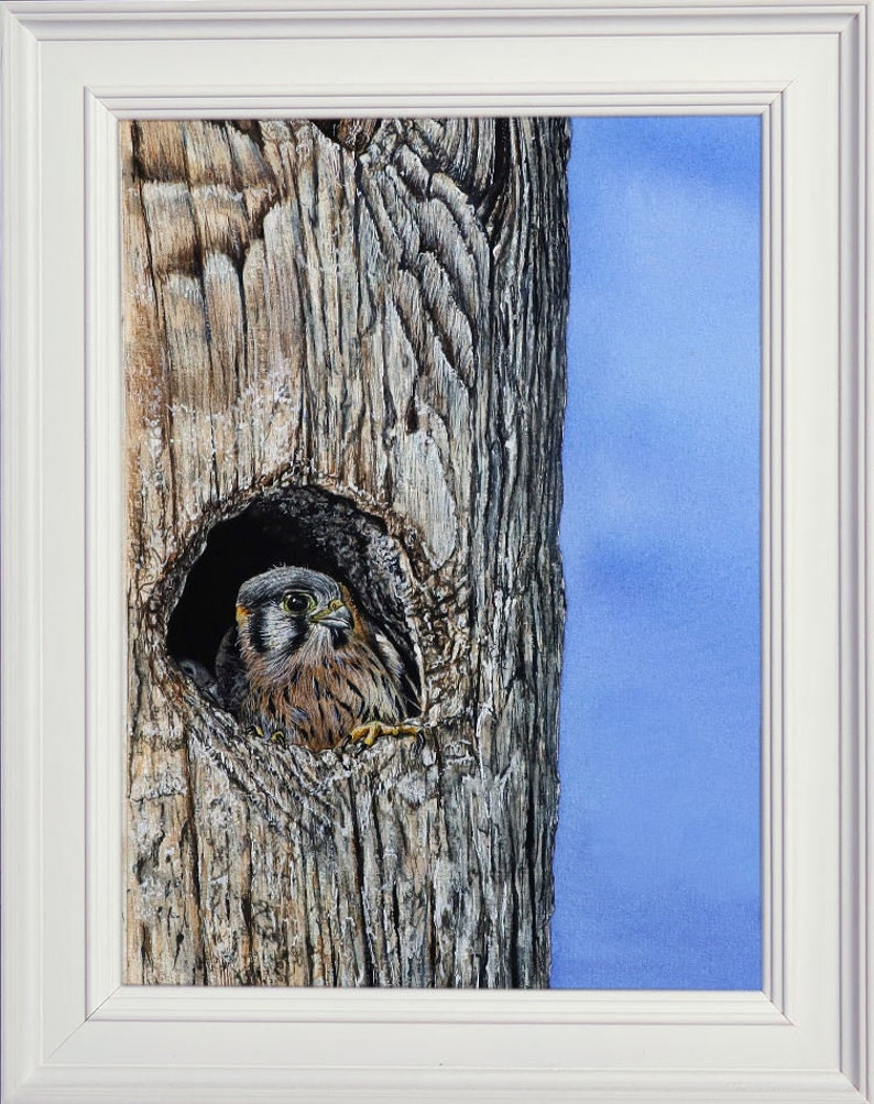 The finished Kestrel chick painting shown in a white frame.  To the right of the chick in the tree the sky is painted blue.