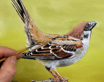 Learn to Paint Brown Birds in Watercolour, Tree Sparrow Watercolor Tutorial, Wildlife Illustration, Realistic Art Lessons