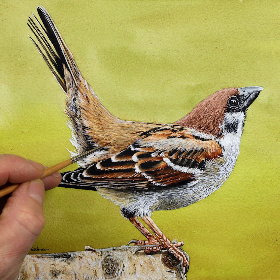 水彩画スズメの描き方チュートリアル：野生動物アートレッスン（PDF