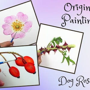 Three botanical watercolour paintings taken from a study of a dog rose.  The paintings are of the pale pink, 5 petalled flower, the thorny stem and leaves, and the scarlet red rosehips.  Each is illustrative and finely detailed.
