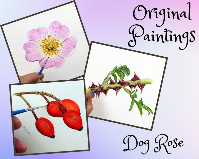 Three botanical watercolour paintings taken from a study of a dog rose.  The paintings are of the pale pink, 5 petalled flower, the thorny stem and leaves, and the scarlet red rosehips.  Each is illustrative and finely detailed.