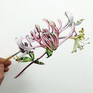 How to Paint Wild Flowers with Ink and Watercolour Wash, Watercolor Painting Guide, Pen and Wash Tutorial, Honeysuckle Art