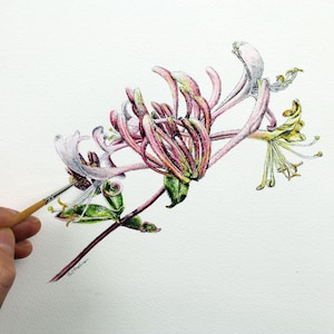 インクと水彩ウォッシュで野生の花を描く方法、水彩画ガイド、ペンとウォッシュのチュートリアル、スイカズラアート