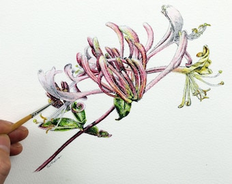 How to Paint Wild Flowers with Ink and Watercolour Wash, Watercolor Painting Guide, Pen and Wash Tutorial, Honeysuckle Art