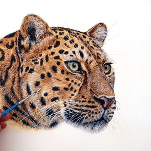 Paul finishing off a highly detailed watercolour painting of a leopard.  Paul has focused on the head and part of the neck.  The leopard is looking to the right, and has pale yellow eyes and a fixed stare.