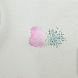 In this image Paul has applied blue masking fluid to the centre of the flower, and has painted one pink petal with a wash of paint.