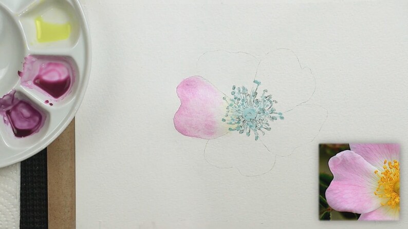 In this image Paul has applied blue masking fluid to the centre of the flower, and has painted one pink petal with a wash of paint.
