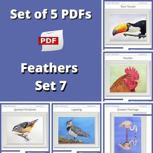 Learn to Paint Colourful, Realistic Birds in Watercolour, Set of 5 Downloadable Watercolor Painting Lessons