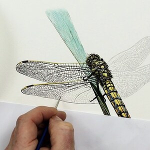 The blade of grass looks like it is now complete, and Paul is painting in the tiny vein lines in the wings in minute realistic detail.