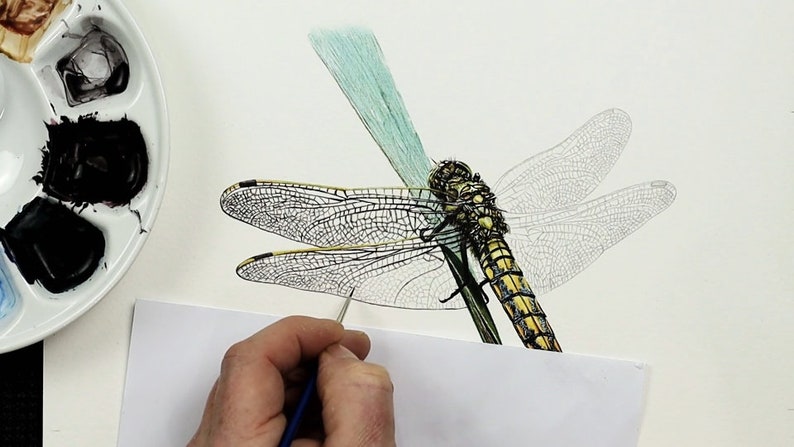 The blade of grass looks like it is now complete, and Paul is painting in the tiny vein lines in the wings in minute realistic detail.