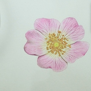 The petals look finished in this photo, with veins in a darker shade of pink.  The centre is painted yellow, but is not finished.