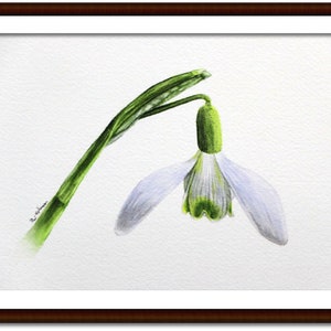 Peinture originale de perce-neige à laquarelle, illustration botanique réaliste à laquarelle image 3
