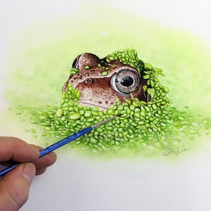 Paul painting, a very detailed watercolor frog painting.  The animal has its head above water, but is covered and surrounded by tiny little green leaves from the pond.  The frog is a brown/ red colour.  Paul's hand with his brush is shown.