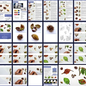 An overview of all the pages in the Beech nut tutorial, this comprises 5 different studies of the nuts, which are shown scattered amongst the leaves.