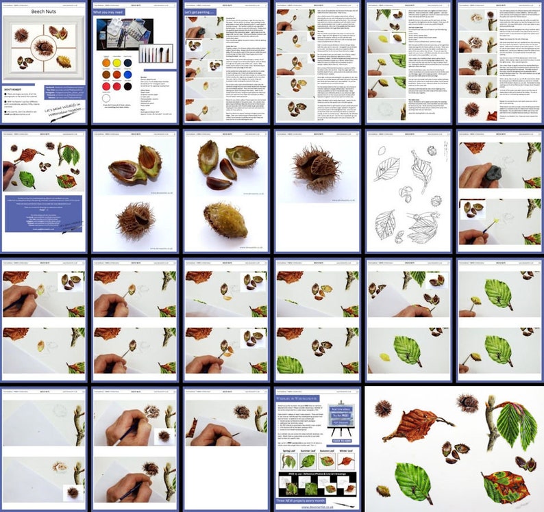 An overview of all the pages in the Beech nut tutorial, this comprises 5 different studies of the nuts, which are shown scattered amongst the leaves.