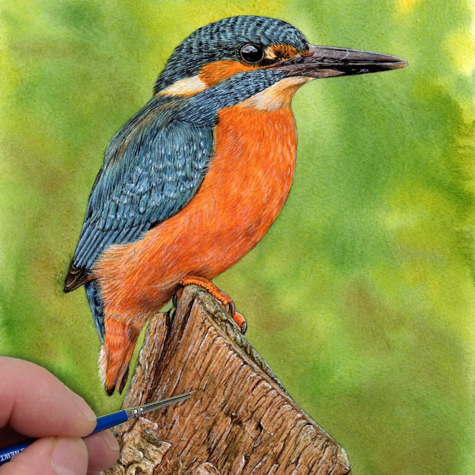 カワセミの鳥の絵のチュートリアル、リアルな水彩画の鳥の描き方