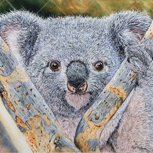 Original Watercolour Koala Painting, Realistic Fine Art Illustration, Watercolor Wildlife Artwork image 5