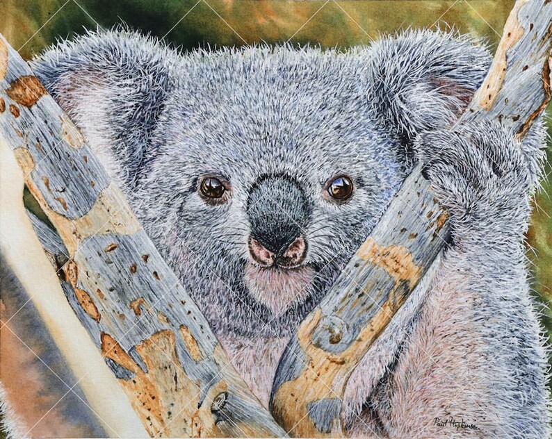 Original Watercolour Koala Painting, Realistic Fine Art Illustration, Watercolor Wildlife Artwork image 5