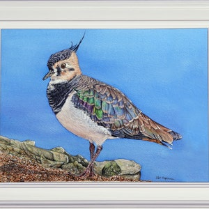 The finished painting of the lapwing in a white frame.