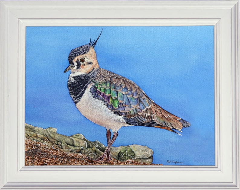 The finished painting of the lapwing in a white frame.