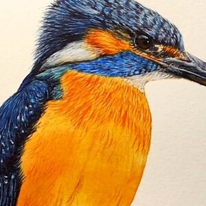 Paint a Realistic Kingfisher in Watercolour, Learn to Paint in ...