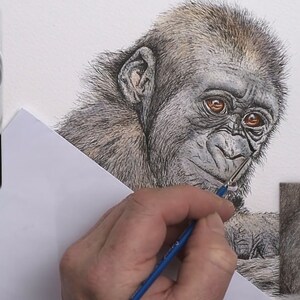 Paul is building up the watercolor wash over the top of the ink drawing.  He has now painted the gorilla, and is adding some finer details around the face.