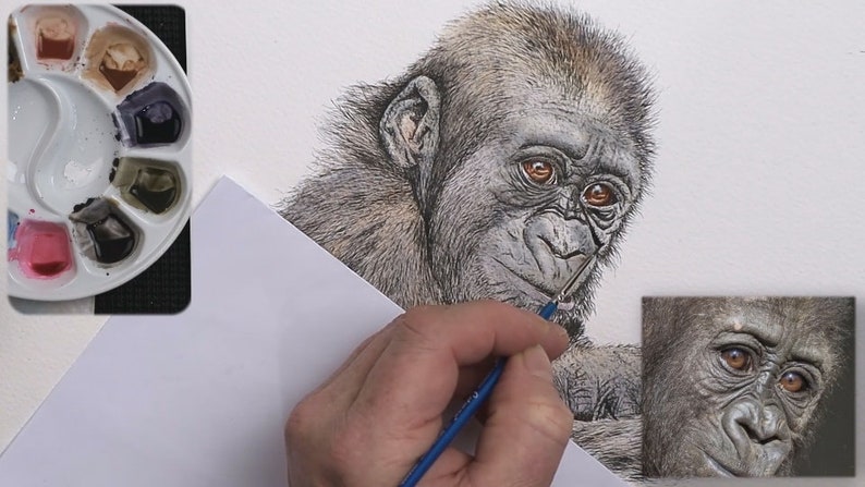 Paul is building up the watercolor wash over the top of the ink drawing.  He has now painted the gorilla, and is adding some finer details around the face.