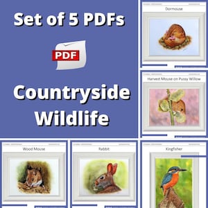 PDF Watercolour Tutorials, Learn to Paint Realistic Wildlife in Watercolor, Downloadable Art Lessons, Illustration Fine Art, Nature Gift