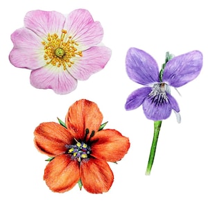 ORIGINAL Wild Flower Watercolour Paintings, Wild Flower Illustrations, Realistic Watercolor Flower Art, Botanical Studies