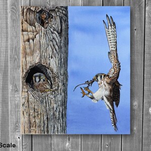 The American Kestrel painting displayed on a grey panelled wall