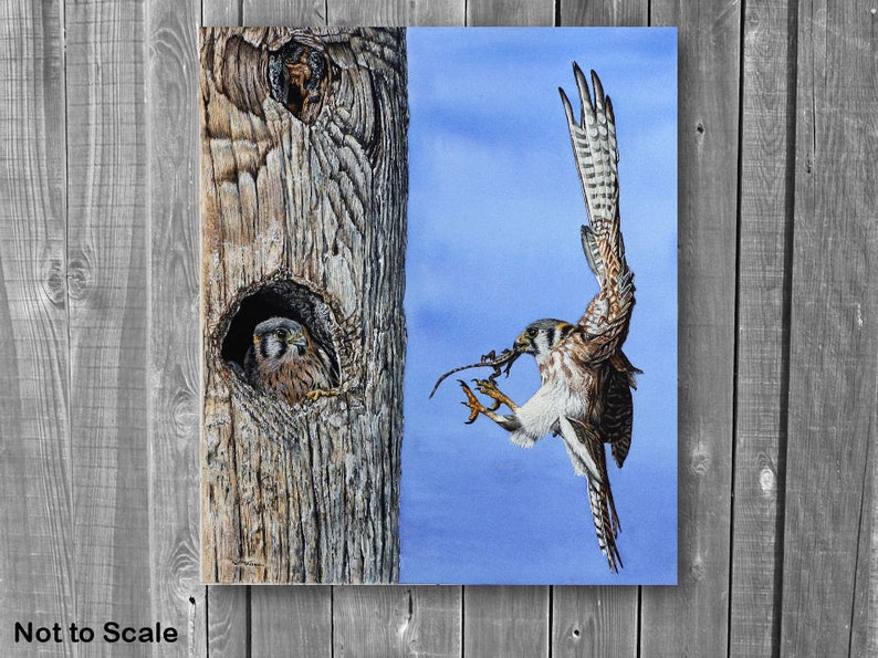 The American Kestrel painting displayed on a grey panelled wall