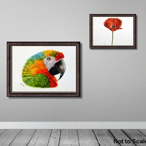The parrot painting is shown in a dark frame and hung on a grey painted wall.  Above and to the right is a painting of a poppy in the same style frame.
