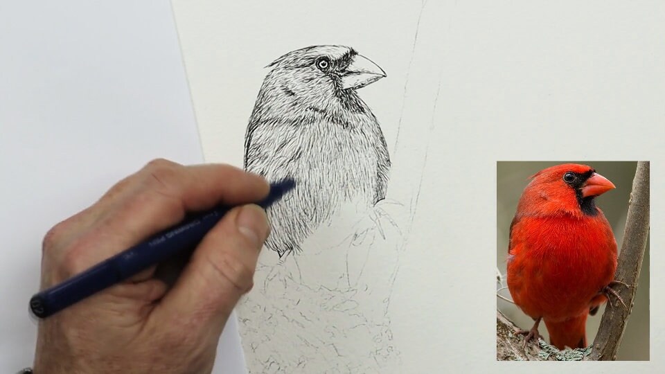 Pen and Wash Bird Painting Tutorial Watercolor Red Cardinal Etsy UK