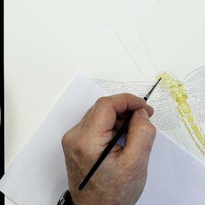 A photo of Paul's painting as he works on it.  He has drawn out the dragonfly, and is now adding some yellow wash detail to the body.  He is using a small brush for this.