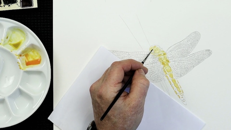 A photo of Paul's painting as he works on it.  He has drawn out the dragonfly, and is now adding some yellow wash detail to the body.  He is using a small brush for this.