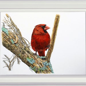 The red cardinal pen and wash displayed in a white frame.  The bird is bright red with some black detail around the base of the beak.  It is perched between two lichen covered branches and is highly detailed and lifelike.