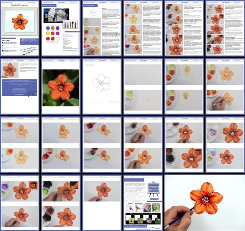 Step-by-step watercolour e-book, which shows how to paint this pretty little orange/ red wildflower, in fine, botanical detail.  This image shows all the pages of the written lesson.