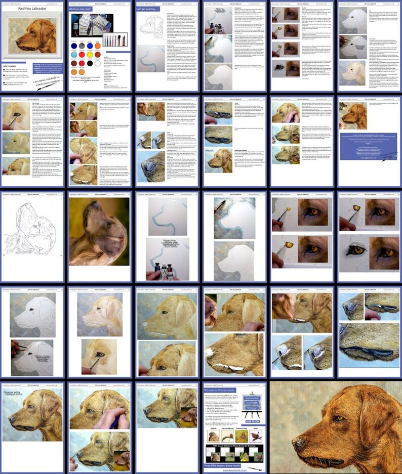 An overview image of the dog watercolour painting lesson.  This shows the pages in the ebook, and how they are laid out.  They include written text alongside work in progress photos of Paul's own painting.