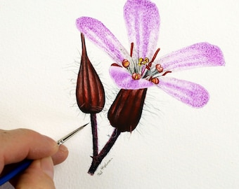 Botanical Watercolor Study, Wild Flower Watercolour Painting Tutorial, Botanical Wildflower Art Lesson, Illustration, Realistic Nature Art