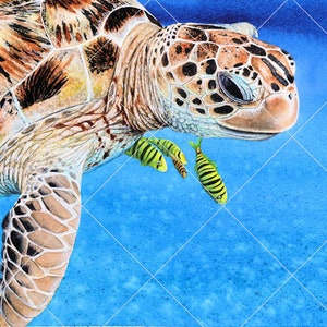 The whole painting of the sea turtle.