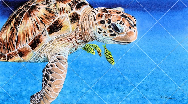 The whole painting of the sea turtle.